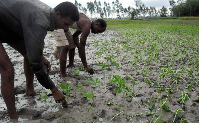 Jute seed sowing near completion in Rangpur region