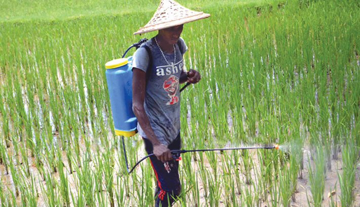 Farmer sprays insecticide in a paddy field without wearing a mask