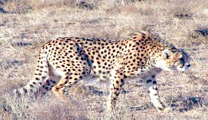 iran-s-rare-cheetah-cub-dies-of-kidney-failure