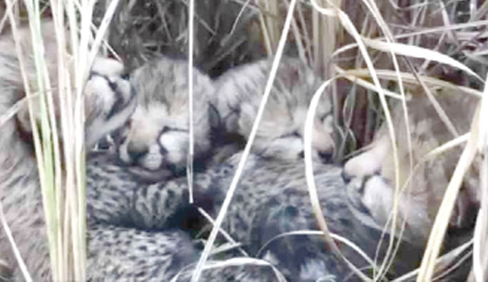 India welcomes four new cheetah cubs
