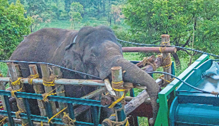 India captures rice-raiding elephant after six killed