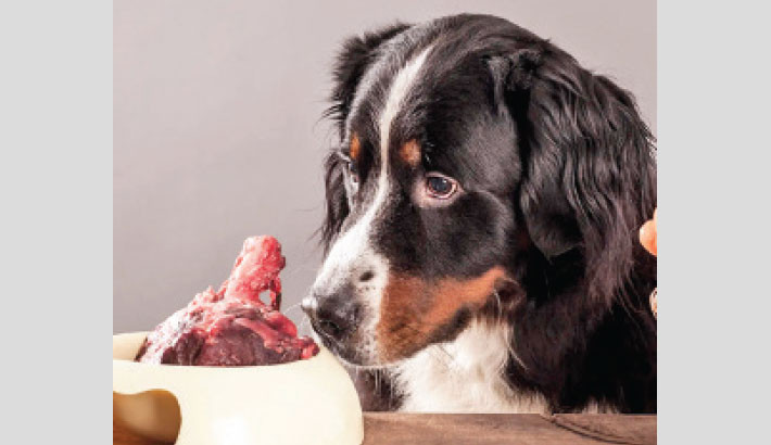 Feeding raw meat to dogs raises risk of antibiotic-resistant E. coli