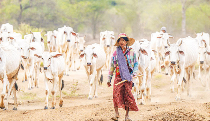 This photo taken on Monday shows a woman walking with a herd of cattle in Bagan in Myanmar's central Mandalay Region. -AFP Photo