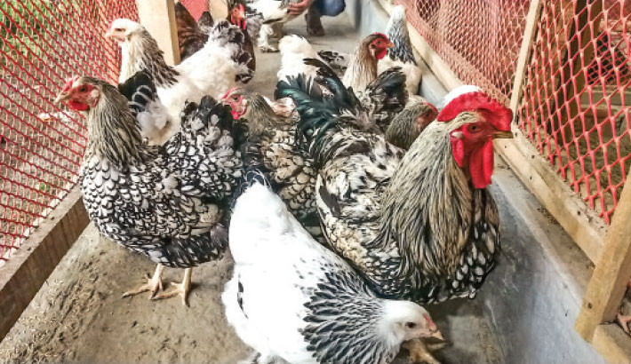 Bagerhat youth finds success in farming foreign chicken breeds