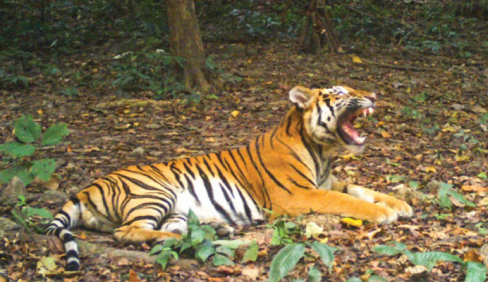 Thai forest offering new hope for tiger conservation