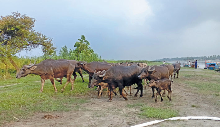 Fodder crisis upsets buffalo farmers in Bogura
