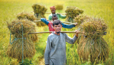 Farmers in Gaibandha on Tuesday harvest IRRI paddy, braving scorching summer heat, sporadic rain and labourer crisis. -Focus bangla