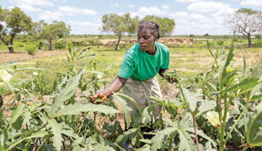 A resident harvests Okra pods from a crop on a communal patch of land where villagers from Milore village have taken advantage to grow food crops due to its proximity to a nearby dam in Kilifi County on 9 April, 2025. GiveDirectly believes charities and NGOs should stop handing out so much stuff, like food or school books, and start just sending people cash. It has carried out 33 randomised control trials in some of the poorest villages of Kenya and elsewhere to back up its argument. PHOTO: AFP