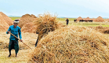 Farmers in 12 upazilas of Sunamganj are busy harvesting, threshing, and drying paddy in the haor areas. At the same time, they are gathering hay to use as cattle fodder for the entire year. For generations, agriculture in the haor regions has relied heavily on domesticated livestock. This year, farmers are expected to collect approximately 500,000 tonnes of hay from the haors to provide for around 800,000 cattle in the district, according to the Department of Livestock Services. –Jahangir Alam