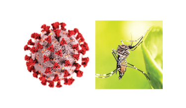 COVID-19, dengue claim seven lives