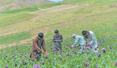Farmers harvest the sap from poppies in an illegal poppy field in the Argo district of Badakhshan province in Afghanistan on 13 June, 2025. PHOTO: AFP