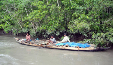 Rampant looting of ‘Sundari’ trees continues in Sundarbans