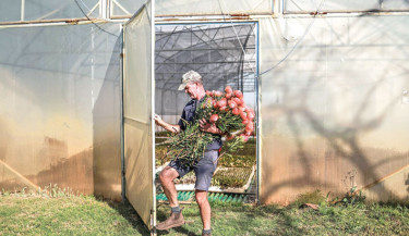 Protea flower grower Nico Thuynsma opens the door to a greenhouse at his farm in Cullinan, east of Pretoria on 3 June 2025. Thuynsma is experimenting with different seed varieties to find out which ones can thrive in drier, hotter conditions. His farm has become a testing ground for the future of the species, as climate zones shift northward. On his farm two hours north of Johannesburg, Nico Thuynsma gestured towards thousands of orange, yellow and pink proteas in flower and thriving 1,500 kilometres (930 miles) from their natural home at the southern tip of Africa. PHOTO: AFP
