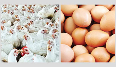 Chicken and egg prices drop in post-Eid market