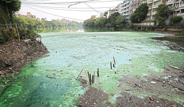 A layer of toxic green algae and floating waste blankets the surface of Gulshan Lake in the capital, releasing a foul odour. The lake and its surroundings are regularly polluted by garbage discarded by visitors, nearby tea stalls, and makeshift shops. The photo was taken on Friday. -Kamrul Islam Ratan