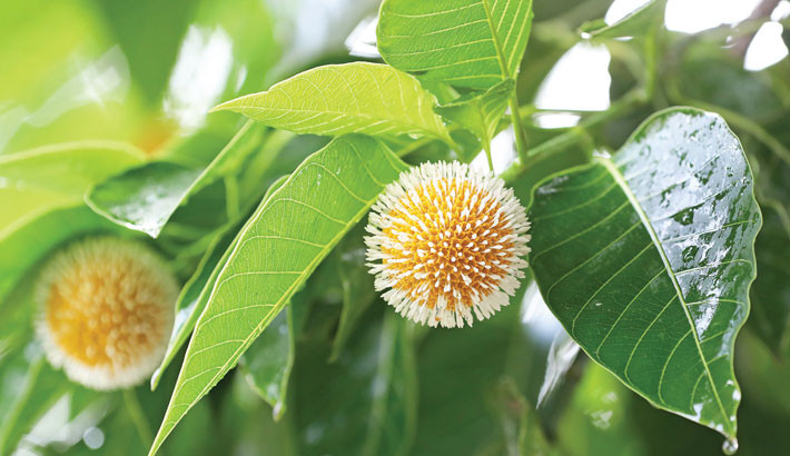 Kadam: The emblematic blossom of the monsoon