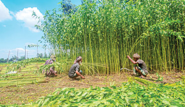 Farmers harvest jute plants in a field along the River Jamuna in Sariakandi upazila of Bogura. As river water rises due to the monsoon, they are harvesting slightly earlier than usual. The photo was taken on Friday.  -  MONIRUL ISLAM MARUF