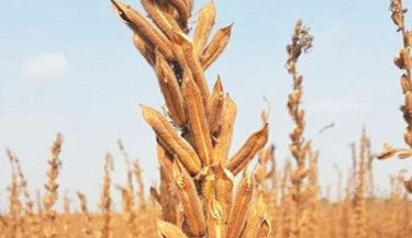 Sesame harvesting in full swing across Manikganj