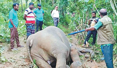 Elephant dies from electrocution in Sherpur