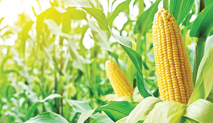 Farmers produce 52,000 tonnes of maize in Daulatpur upazila