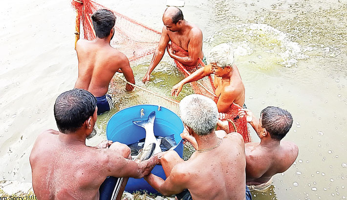A retired government officer, Md Riazul Alam, along with his workers, catches fish at his fish farm in Hatempur village of Shailkupa upazila in Jhenaidah on Friday. His farm employed local fishermen who were jobless and produces approximately 10 to 13 tonnes of fresh fish each year. 

– SHEIKH RUHUL AMIN