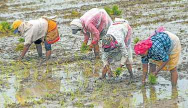 Farmers plant seedlings across a paddy field during the monsoon season in India’s Jabalpur on Wednesday. PHOTO: AFP