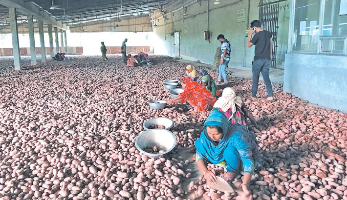 Cold storage fee hike, price crash cripple Joypurhat potato farmers