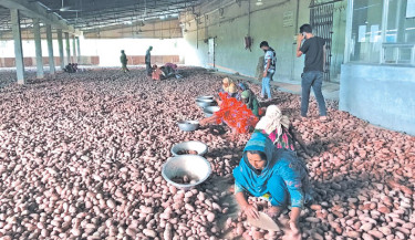 Cold storage fee hike, price crash cripple Joypurhat potato farmers