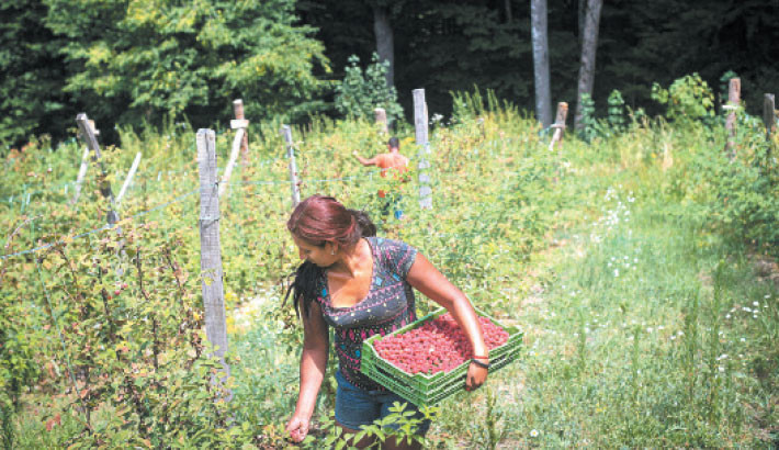Fruit harvesters collect raspberries in a parched raspberry field near Arilje, western Serbia on 7 July 2025. The Arilje region in western Serbia, well known for its red berries, has dried up this summer due to climate change: extreme drought followed a late frost a few months earlier, which weakened the raspberries while they were in flower. According to official figures, the harvest of this important export product will be severely compromised this year, with farmers reporting that yields are five times lower than in the worst previous years. -PHOTO: AFP