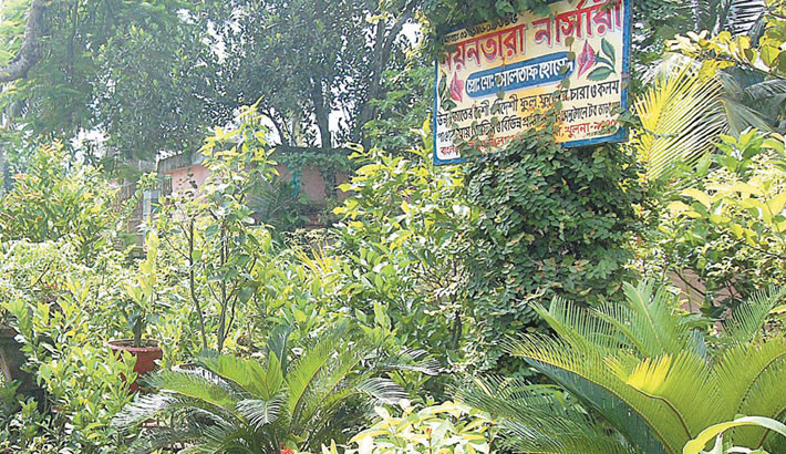 Nursery business thriving in Khulna