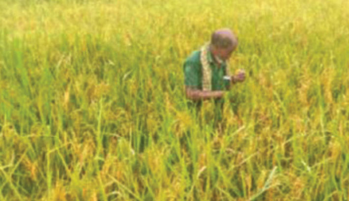 Experts urge timely steps to save Aman paddy