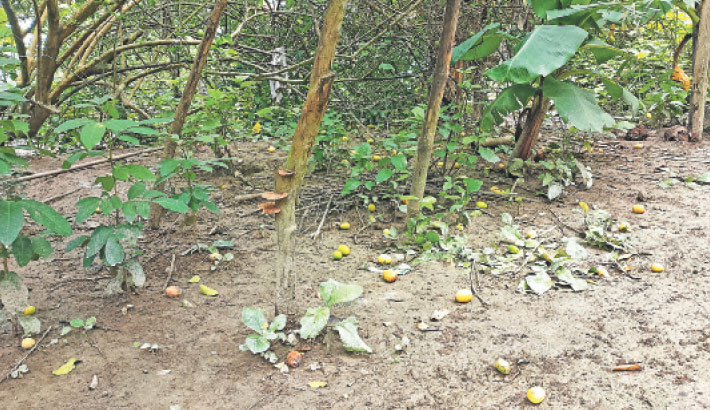 Pair of lemons sold at only Tk1