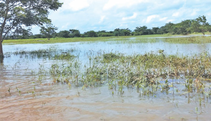 500 acres of cropland go under water amid heavy rains in Jashore