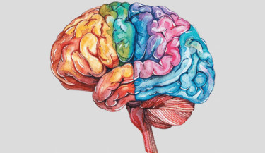 Adult brains can generate neurons