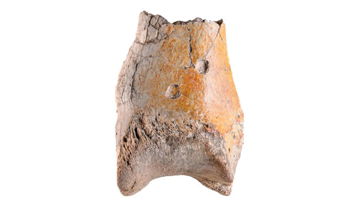 Teeth marks suggest ‘terror bird’ was killed by reptile 13m years ago