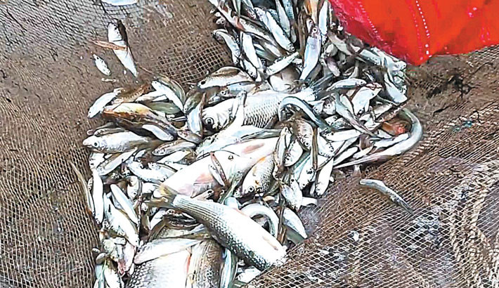 Fishing using harmful chemicals goes on unabated in Panchagarh