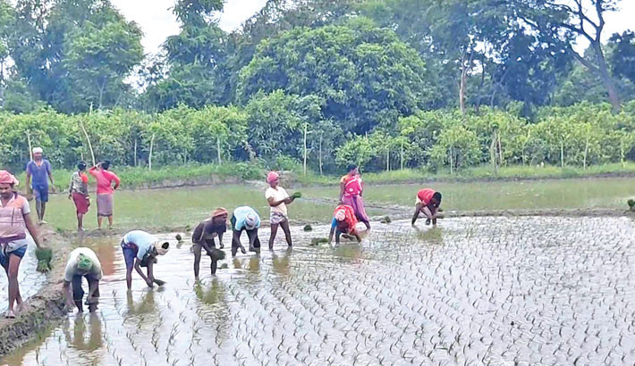 Early rains spur Aman cultivation in Chapainawabganj