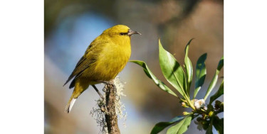 US airdropping thousands of mosquitoes to reduce bird fatalities in Hawaii
