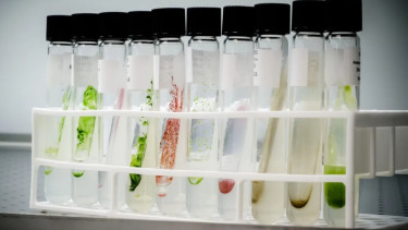 Artificial food colours are out, so what's next?
