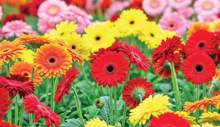 Silver nanoparticles double vase life of Gerbera flowers: Study
