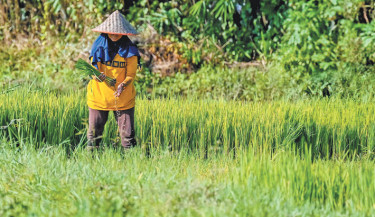 A farmer pulls rice seedlings for planting at a paddy field in Lhoknga, Aceh province of Indonesia on Friday. PHOTO: AFP