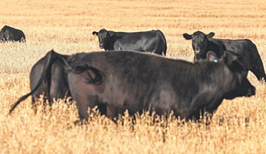 US welcomes Australia move to lift US beef trade barriers