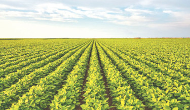 Trump immigration raids threaten US food security