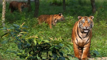 Global Tiger Day: Sundarbans sees increase in tiger population amid conservation efforts