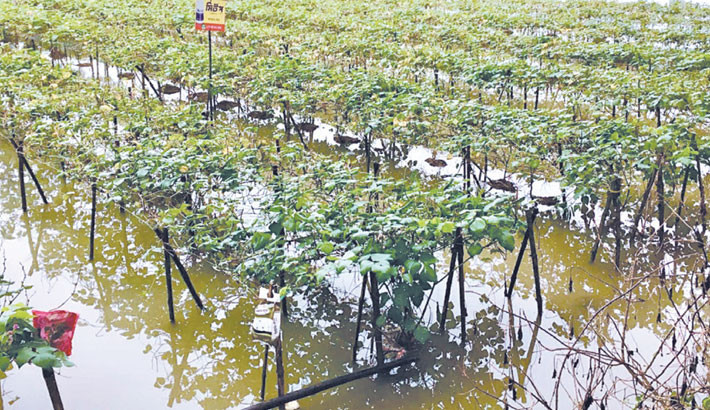 Intermittent rain causes extensive damage to low-lying farmlands in Jashore