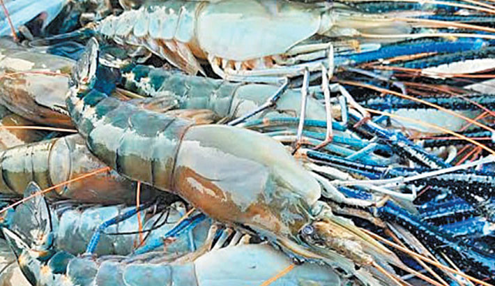 Bagerhat leads in lobster production