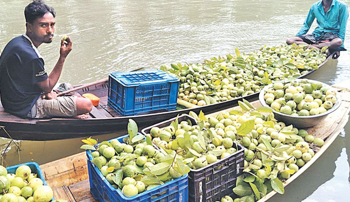 Jhalakathi’s floating guava market draws crowds, foreign tourists
