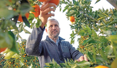 Gerrit van Merwe, ALG estates Managing Director and Citrus Growers Association (CGA) chairperson, looks at oranges in the ALG Estate orange farm in Citrusdal on 25 July 2025. Photo: AFP