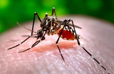 Dengue: 343 more dengue cases reported in 24hrs