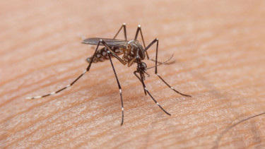 3 more die of dengue, 319 hospitalised in 24 hrs: DGHS